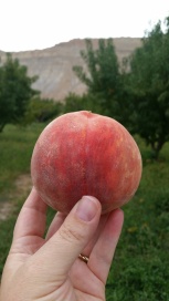 lovelivingincolorado Palisade peaches